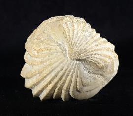 Sonstige - Brachiopoden - Burmirhynchia decorata (SCHLOTHEIM 1820)